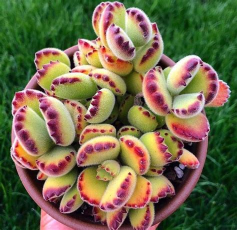 Раритет - редкие суккуленты Succulent Gardening, Succulent Pots, Garden ...