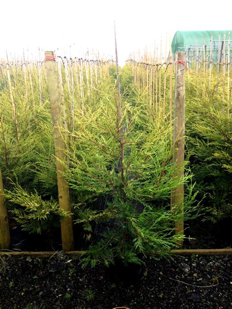 Castlewellan Gold Leylandii Trees | Hedge Plants from Hedging UK