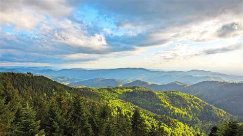 Zehn Jahre Nationalpark Schwarzwald Warum der Borkenkäferbefall nicht