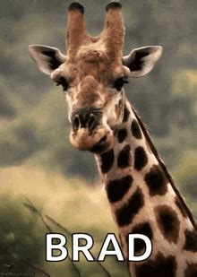 Chewing Giraffe GIFs | Tenor