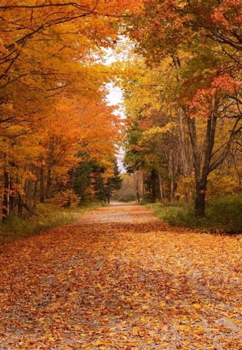 fall  tug hill ny trees  fall autumn fall