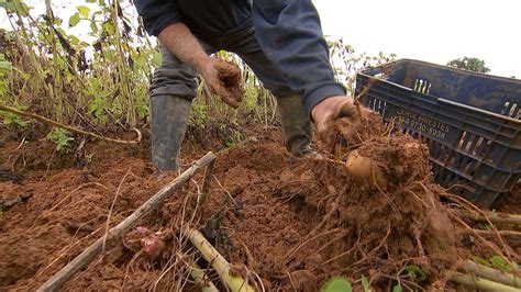 Produtores Apostam No Cultivo De Batata Yacon Em Piedade Nosso Campo G1