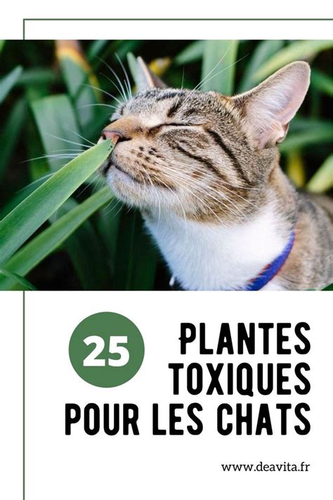 25 Plantes Toxiques pour les Chats Photos et Espèces à Éviter