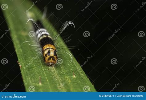 Hairy Orange Head Moth Caterpillar On Leaves Close Up Macro Photo Stock Image Image Of Moth