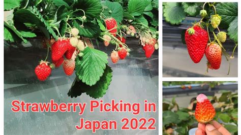 4k Video Strawberry Picking In Japan いちご狩り Ichigogari Chiba Prefecture Ichikawashi