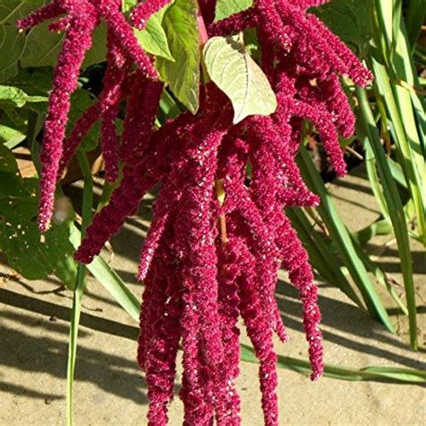 Flower Seed By Airex Red Amaranthus Summer Flower Seed Packet Of