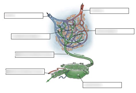 The Lymphatic System Diagram Quizlet