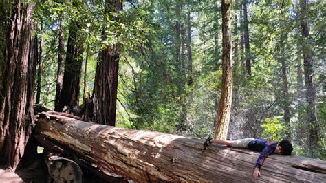 Travel: Communing with California’s coastal redwoods - News | Khaleej Times