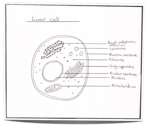 Ib Biology Notes 23 Eukaryotic Cells