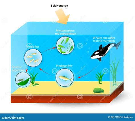 Marine Food Chain Or Food Web Stock Photography - Image: 36177832