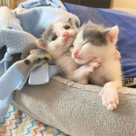 Les Chatons Jumeaux Insistent Pour Rester Ensemble En S Entraidant