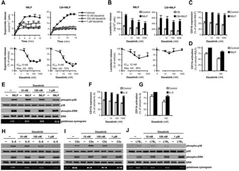 Dasatinib Partially Inhibits Neutrophil Functions Triggered By