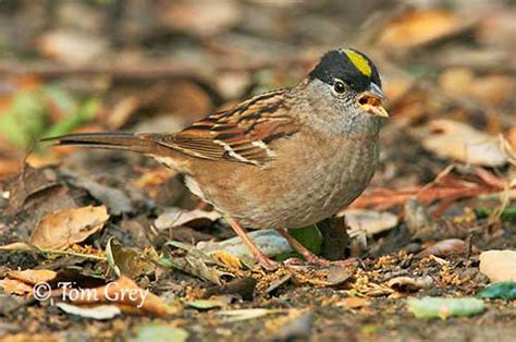 Golden Crowned Sparrow