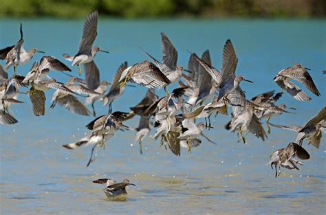 Ma Arico De Costas Brancas Limnodromus Griseus Gmelin Flickr