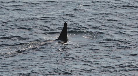 Orcas Img Off Sumburgh Head Ronnie Robertson Flickr