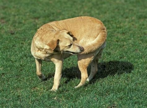 6 Crazy Home Remedies for Dog Biting Tail: Why is my dog biting his tail