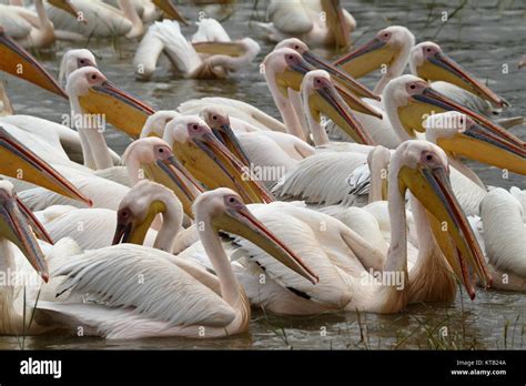 Lake ziway birds hi-res stock photography and images - Alamy