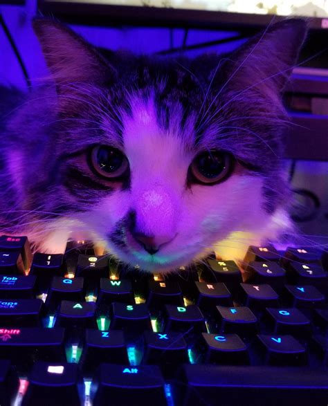 662 best r/catsonkeyboards images on Pholder | I Don't Always Sit On Keyboards, But When I Do ...