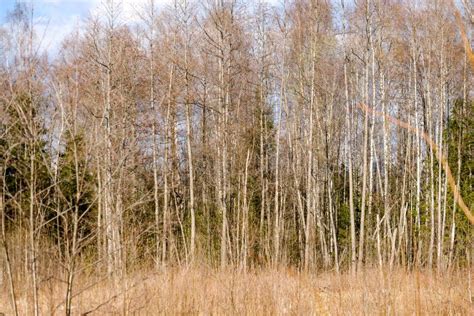 Naked Tree Branches In Early Spring With No Leaves On Grey Day Stock Image Image Of Sunny