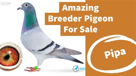 High Level Performer Breeder Racing Pigeon For Sale In Pipa Pigeons