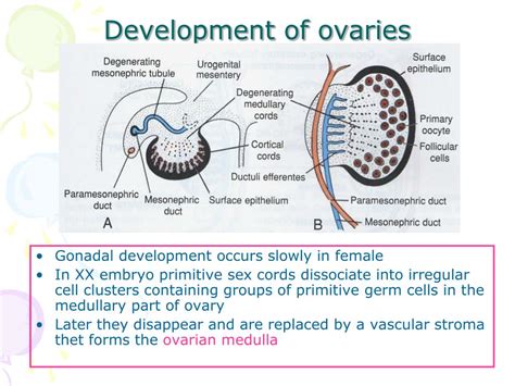 Ppt Development Of Male And Female Reproductive System Powerpoint