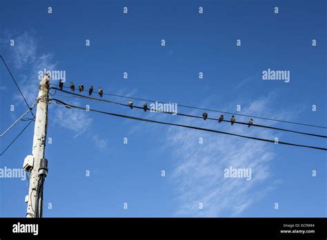 Birds On Wires Connected To A Telephone Pole Stock Photo Alamy