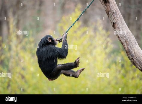 Monkey swinging tree hi-res stock photography and images - Alamy