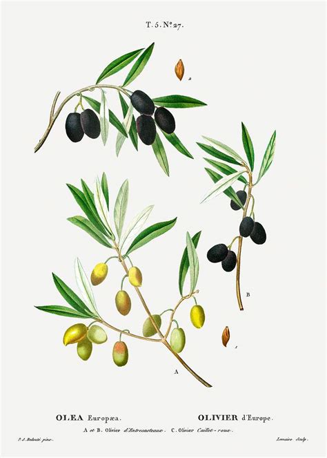 Olive Branch Free Public Domain Illustration