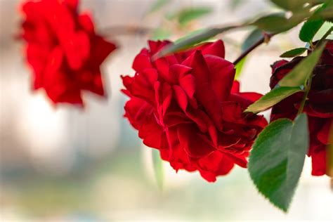 A Guide to Miniature Rose Plants: Indoor Care Tips for Petite Beauties ...