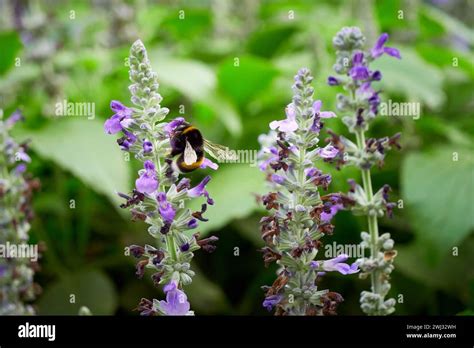 Bumblebee Collecting Nectar From Salvia Flower Salvia Officinalis