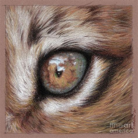 Lynx Eye Drawing by Kimberly Chason - Pixels