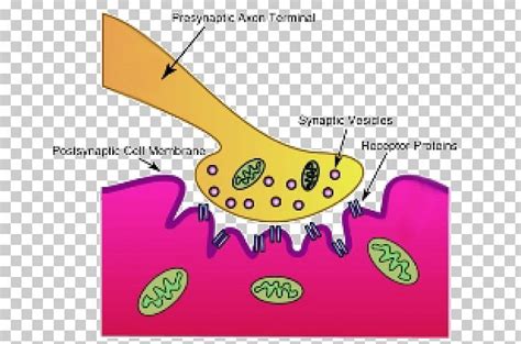 Synapse Neuromuscular Junction Motor Neuron Acetylcholine Png Clipart