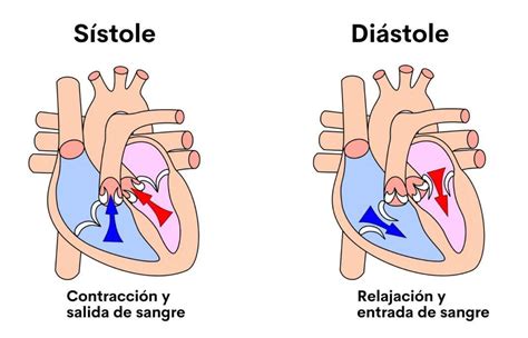 Sístole y diástole: qué son, definición, funciones, características