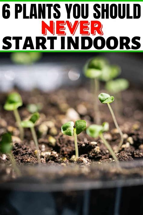 6 Plants To NEVER Start Indoors | Sowing Seeds Indoors vs Outdoors