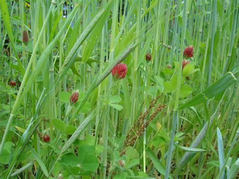 Cover Crops for Soil Enrichment and Weed Control during Winter Months ...