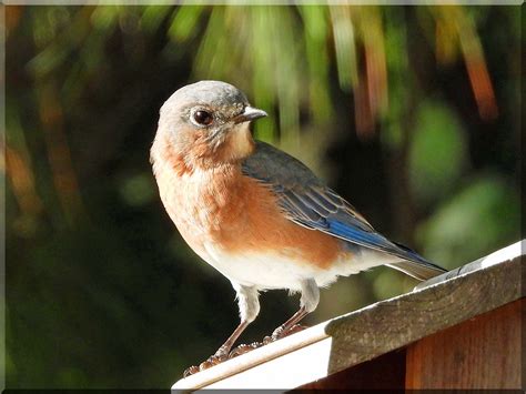 Eastern Bluebird | BirdForum