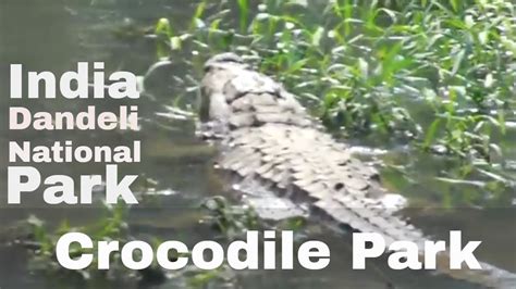 Crocodile Park India Dandeli National Park Youtube