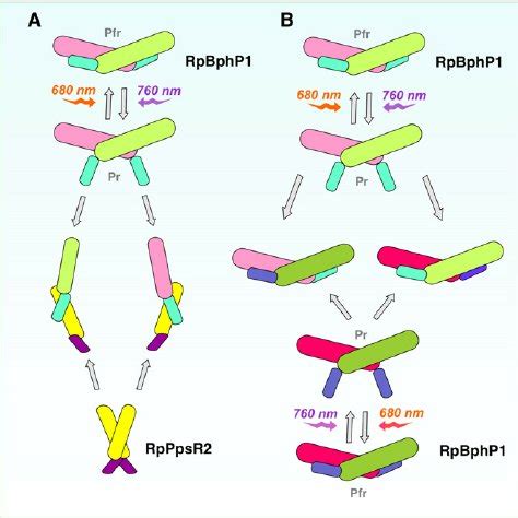 Protomer Swapping Stimulated by 760 nm Light | Download Scientific Diagram