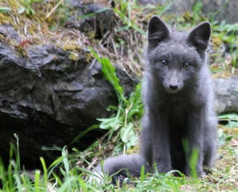 Grey fox kit, 2012. Photo taken by Tamara Weaver | San juan islands ...