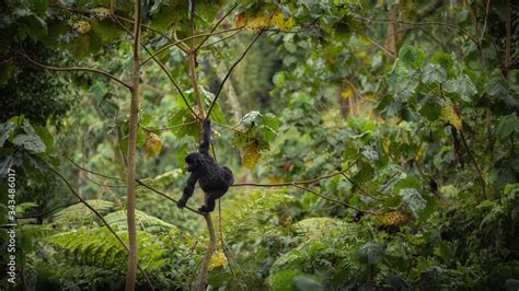 Wild mountain gorilla in the nature habitat. Very rare and endangered animal close up. African ...