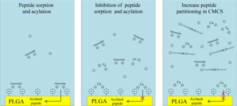 Mechanism Of The Inhibition Effect On Peptide Acylation Induced By