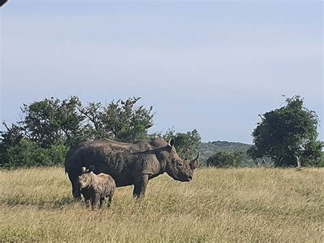 Images Of Hluhluwe Imfolozi Safari Day Tour From Durban Pictures