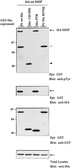 Shc Interaction With Src Homology 2 Domain Containing Inositol