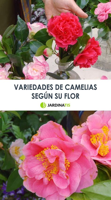 Variedades De Camelias Según Su Flor Jardinatis Camelias Cultivo