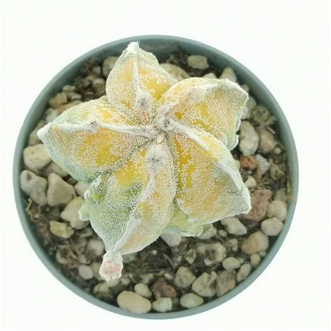 Astrophytum Myriostigma Cv Fukuryu Haku Jo F Variegata Cm