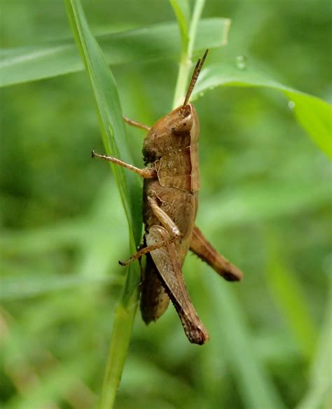 Maryland Biodiversity Project Short Winged Green Grasshopper Dichromorpha Viridis