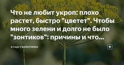 Что не любит укроп: плохо растет, быстро "цветет". Чтобы много зелени и ...