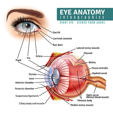 Human Eye Structure And