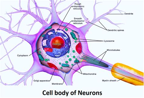 Neuron