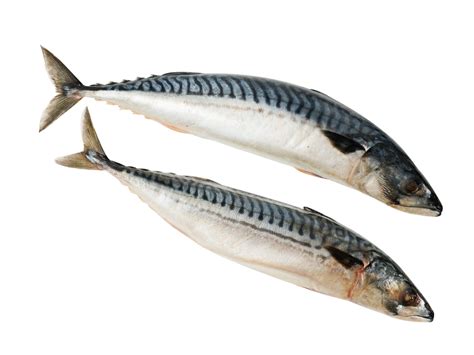 Купить свежемороженую рыбу в СПб с доставкой | РЫБОЛОВ